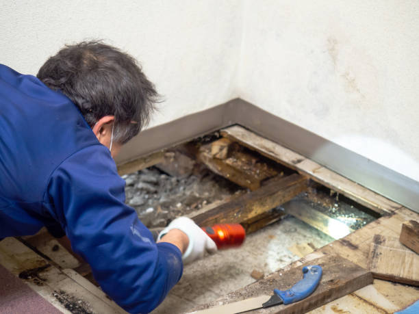 Best Industrial Mold Remediation in Itasca, TX
