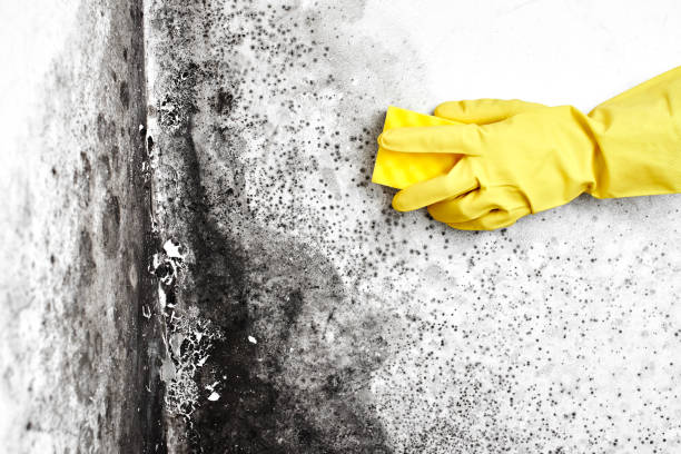 Best Basement Mold Remediation in Itasca, TX