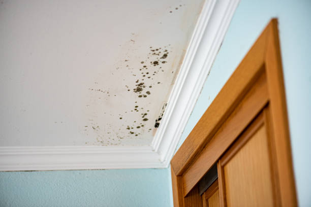 Best Bathroom Mold Remediation in Itasca, TX