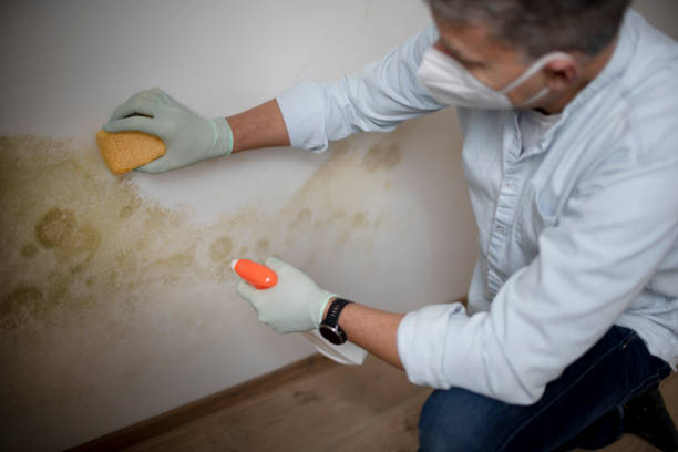 Trusted Itasca, TX Mold Remediation Experts