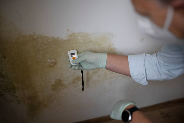 Best Mold Remediation for Specific Building Types in Itasca, TX
