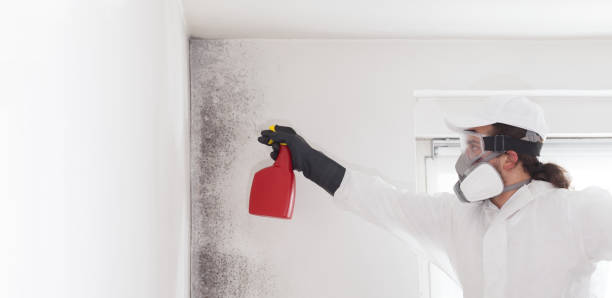 Best Health and Safety Mold Remediation in Itasca, TX