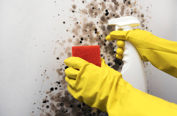 Best Attic Mold Remediation in Itasca, TX