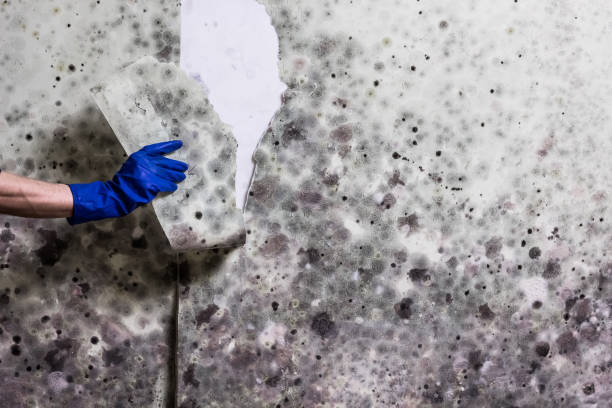 Best Residential Mold Remediation in Itasca, TX